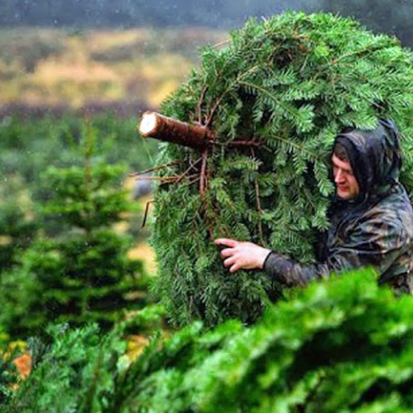 christmas tree set up service